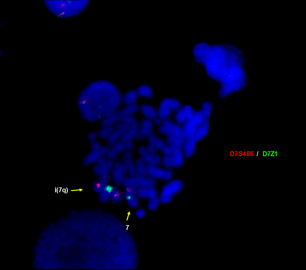 Image 9 interphase FISH